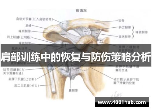 肩部训练中的恢复与防伤策略分析